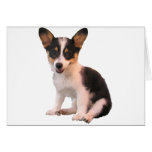 Sitting Cardigan Welsh Corgi Puppy