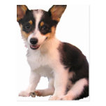 Sitting Cardigan Welsh Corgi Puppy Post Cards