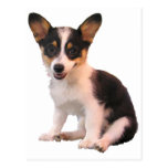 Sitting Cardigan Welsh Corgi Puppy Postcards