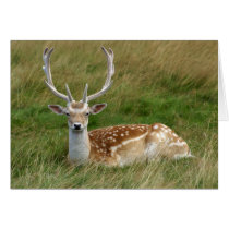 Sitting Deer Card