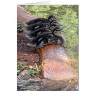 Sitting Ducks card