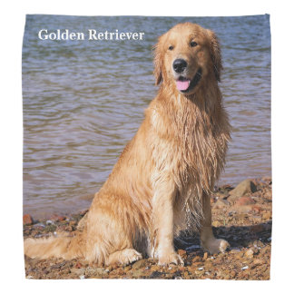 golden retriever puppy bandana golden retriever bandanas kerchiefs zazzle golden retriever puppy bandana golden retriever bandanas kerchiefs zazzle