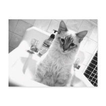 sitting in the sink post cards