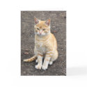 Sitting kitty greeting card