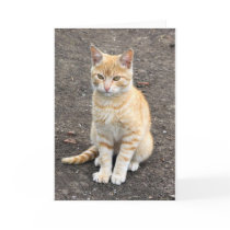 Sitting kitty greeting card