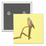 Sitting Macaw I Pinback Buttons