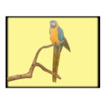 Sitting Macaw II Postcards