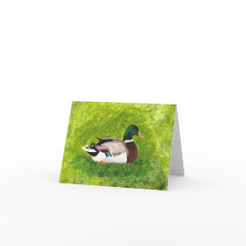 Sitting Mallard note cards card