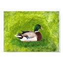 Sitting Mallard, painting poster posters by Cherylsart Sitting Mallard, painting poster posters