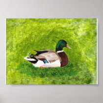 Sitting Mallard, painting poster