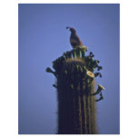 Sitting On The Saguaro Top Flyers