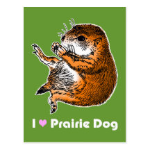 sitting prairie dog postcard