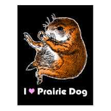 sitting prairie dog postcards