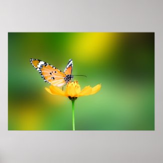 Sitting Pretty Butterfly Poster Print