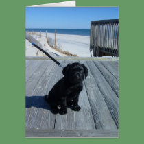 Sitting Pretty cards by defrias Sitting Pretty cards