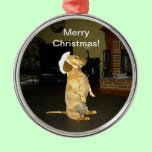 Sitting Pretty Dachshund Christmas Ornament ornaments