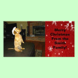 Sitting Pretty Dachshund Christmas Photo Card photo cards