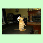Sitting Pretty Dachshund Framed Poster posters