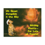 Sitting Pretty For Lots of Treats postcard