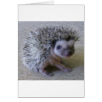 Sitting pretty hedgehog cards