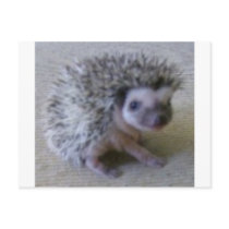 Sitting pretty hedgehog postcards by cthedgehogs Sitting pretty hedgehog postcards