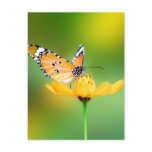 Sitting Pretty Little Butterfly on a Flower Post Cards