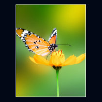 Sitting Pretty Little Butterfly on a Flower postcards