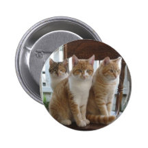 Sitting pretty pinback button
