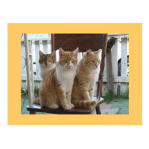 Sitting pretty postcards