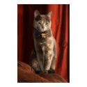 Sitting pretty posters by iiiyaaa Sitting pretty posters