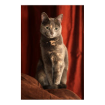 Sitting pretty posters