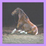 Sitting Pretty - poster / print