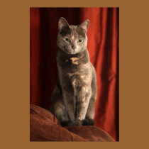 Sitting pretty posters by iiiyaaa Sitting pretty posters