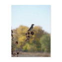Sitting Proud postcards by Killlashandra Sitting Proud postcards