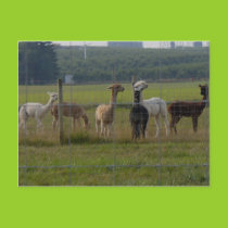 Six alpacas postcard postcards