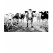 Six Angry Cows t-shirts by redsquarephoto Six Angry Cows t-shirts