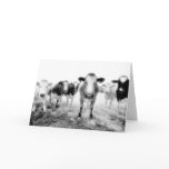 Six Cows Greeting Cards