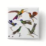 Six Different Hummingbirds - Rene Primevere Lesson buttons
