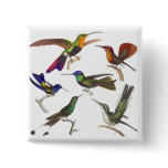 Six Different Hummingbirds - Rene Primevere Lesson Buttons