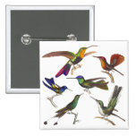 Six Different Hummingbirds - Rene Primevere Lesson Buttons