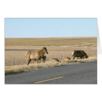 Six Elk Near Road Card by StormShooter Six Elk Near Road Card