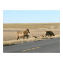 Six Elk Near Road posters