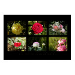 six little rose pictures