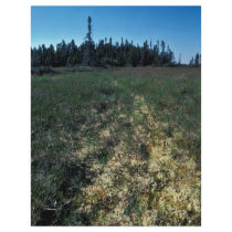 Six Mile Lake Area Vegetation Custom Flyer