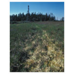 Six Mile Lake Area Vegetation flyers