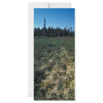 Six Mile Lake Area Vegetation Customized Rack Card