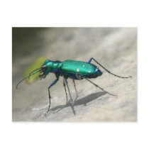Six-spotted Tiger Beetle postcard - Customized by Buckobeck Six-spotted Tiger Beetle postcard - Customized