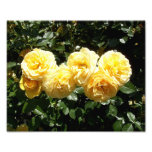 Six Yellow Roses Photo