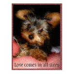Size of Love Yorkie Post Card