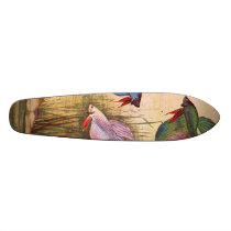 skateboard - aquarium fish-Various Colored Bettas